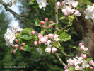  Vergers fleurs Pierre Huet