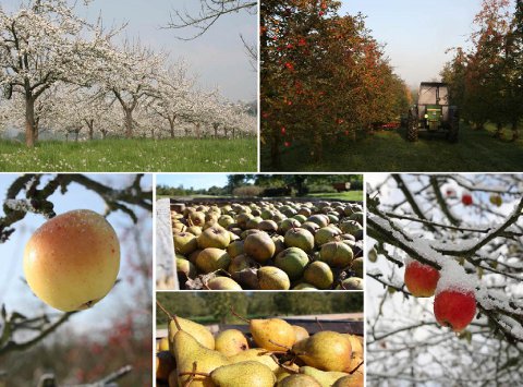 The apples covering 25 hectares of the Pierre Huet Estate are collected from September to December.